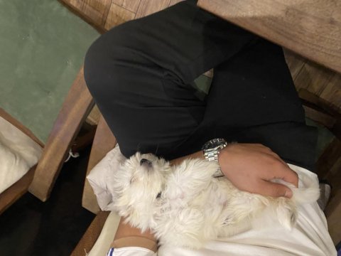 0 numara olan maltese kızıma erkek eş arıyorum