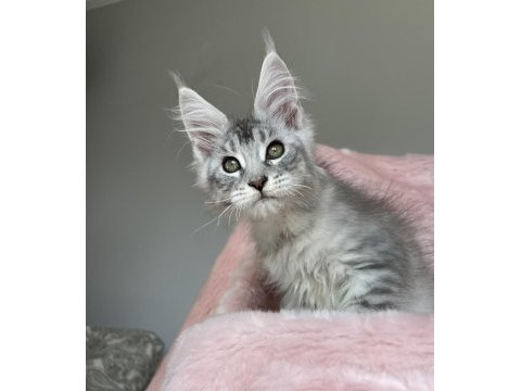 Maine coon erkek pet şecereli