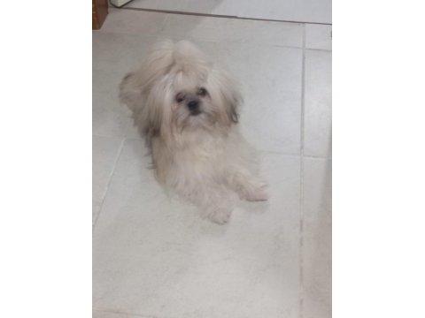 Ücretsiz şitsu köpeğimiz