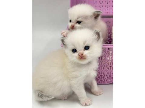 Şampiyon kan hatlarından safkan ragdoll bebekleri!