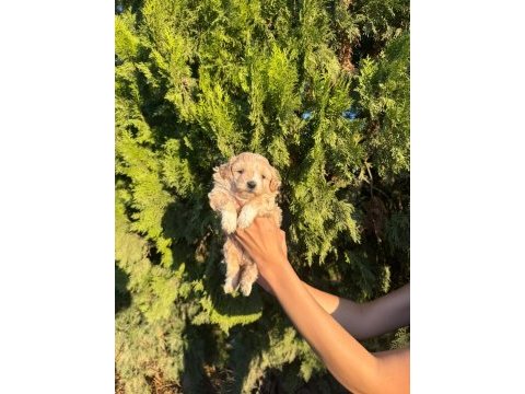 Oyuncu ve sevimli maltipoo