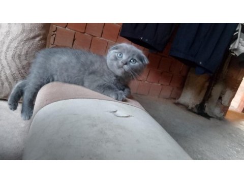 Scottish fold kedisi