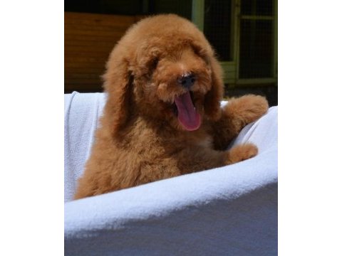 Dev labradoodle bebekler