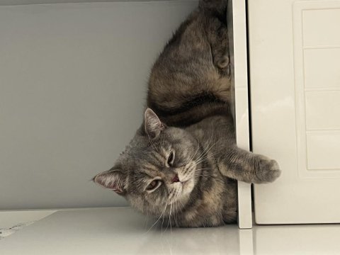 British shorthair 2,5 yaşında