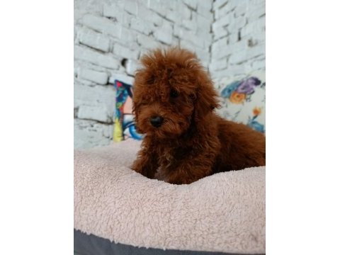Toy poodle erkek yavrumuz