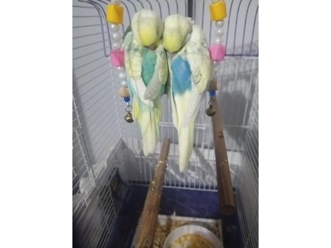 Yavru muhabbet kuşları