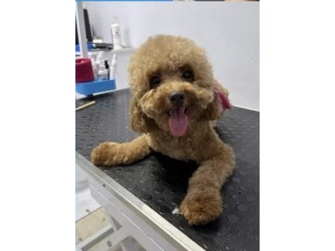 1 yaşında toy poodle