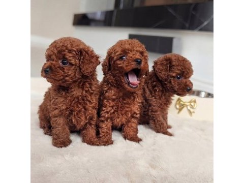 Efsane güzellik toy poodle yavruları 