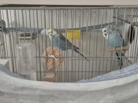 Herşeyiyle birlikte muhabbet kuşu