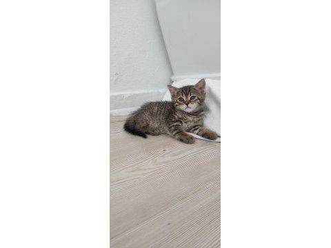 Tontiğe ve yavrularına yuva arıyorum tekir