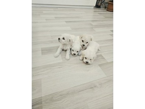 Minyatür maltese köpekler