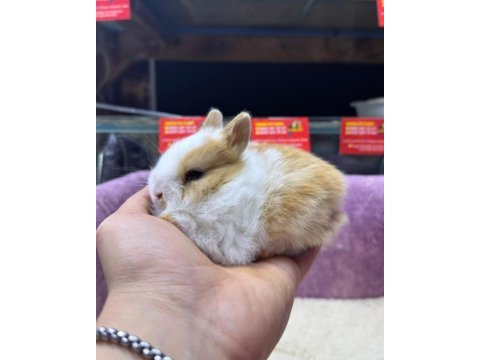 Cüce netherland dwarf tavşan yavrularımız