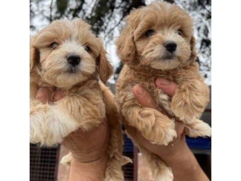 Elit patiler farkıyla maltipoo yavrular