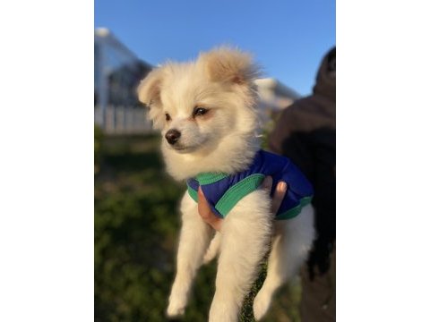 3 aylık pomeranian