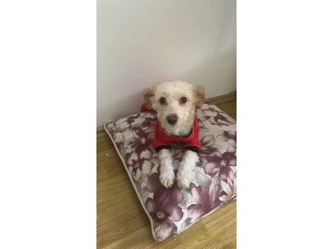 Maltipoo yavrumuz latteye yuva arıyoruz