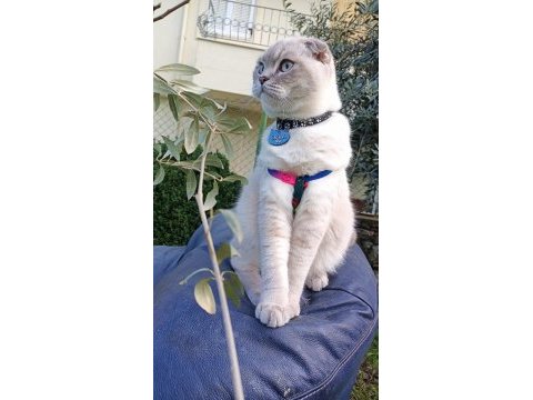 13/05 doğumlu top kafa scottish fold bebişler