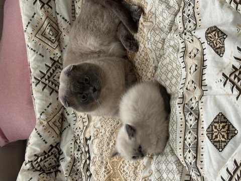 Scottish fold blue point erkek