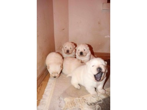 Chow chow çin aslanı yavrular