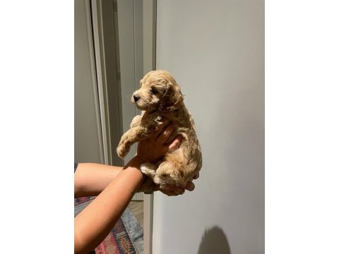 Maltipoo dişi yavrular