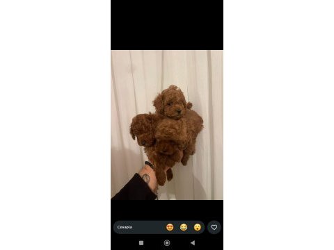 Efsane poodle yavrularım ev ortamında