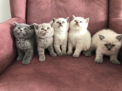 Blue point british shorthair yavrular