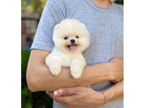 Üst kalite pomeranian boo