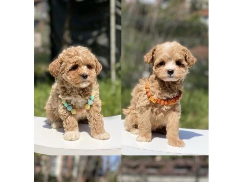 Poodle kalitesinde dişi maltipoo bebekler