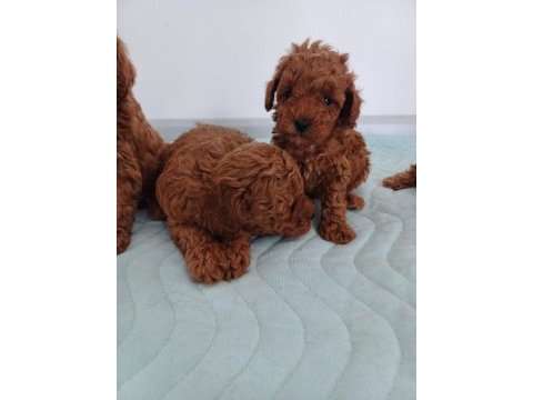 Show kalite kore toy poodle ziyarete açık