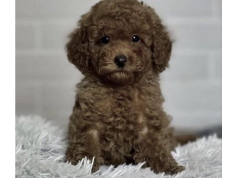 Toy poodle cinsi köpeğimiz