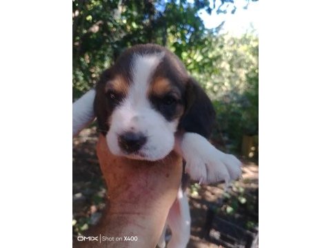 Saf kan beagle yavrularım