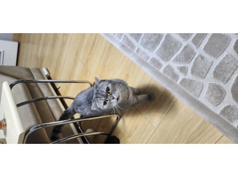 Scottish fold ücretsiz sahiplendirilecektir