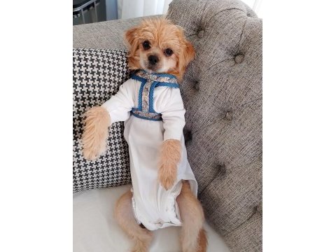 Baba pekinez anne terrier kızımız 4 aylık