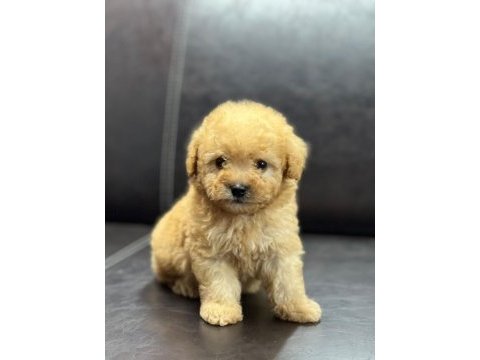 Maltipoo erkek yavru üç aylık