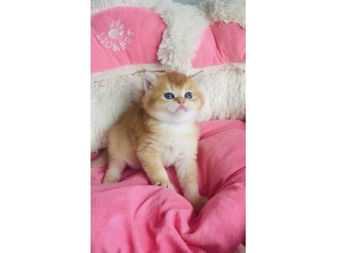 Scr li anne babadan golden ny12 brıtısh shorthair 