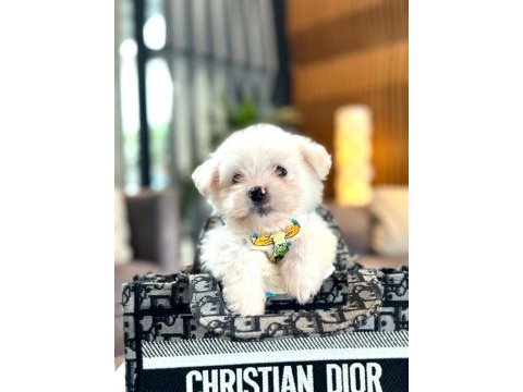 Korea maltese terrier cep boy
