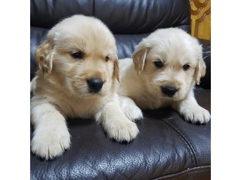 Golden retriever yavruları