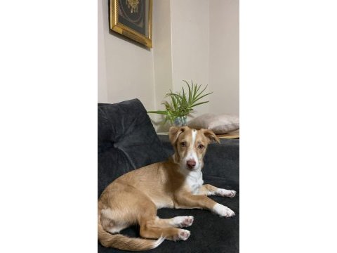 Terrier kızıma ömürlük yuva arıyorum