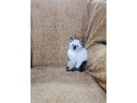 British shorthair çikolata point kızımız