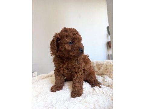 Kore kan poodle sahiplendirme