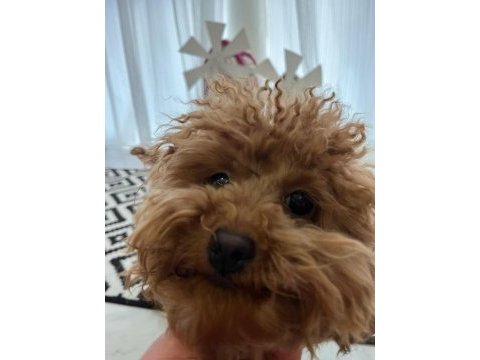 Sevgi ile bakılan toy ve teacup (bardak) boy poodle yavru