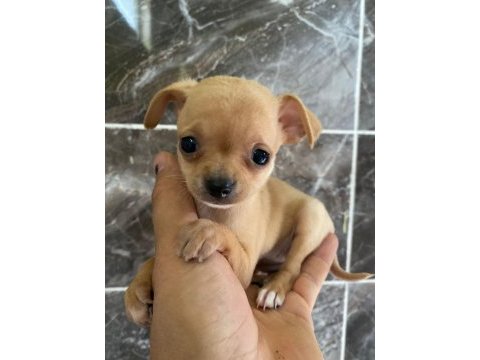 Chihuahua sevgililer gününe özel kampanya
