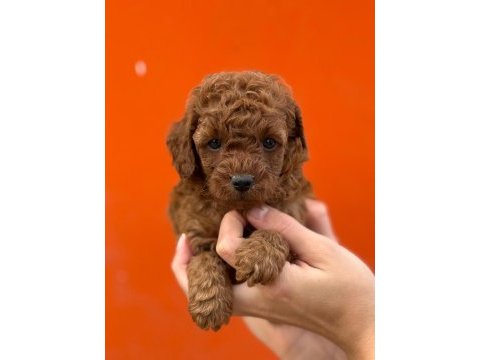 Çıtır poodle kurabiyelerim yeni yuvasını arıyor