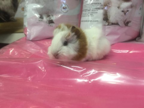 Mükemmel güzellikte guinea pig bebekler gelmiştir