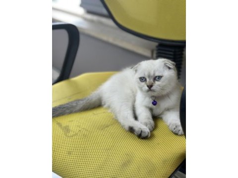75 günlük kedimiz bakamadığımız için