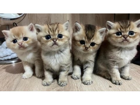 Safkan british golden tabby erkek sevgiyle büyüdüler