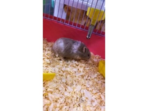 Uyguna hamster