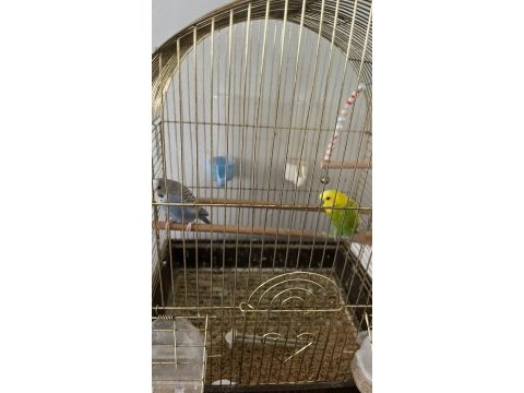 Her şeyiyle beraber iki muhabbet kuşu