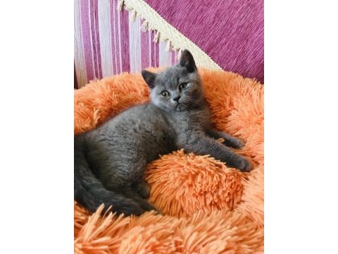 Saf british shorthair
