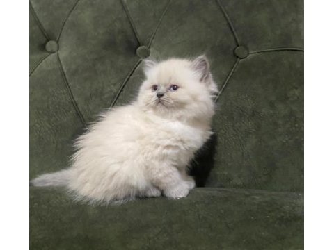 Dişi ve erkek british longhair bebekler