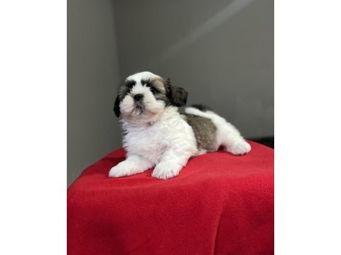 Shih-tzu (şitsu) yavrularımız yeni ailesini bekliyor